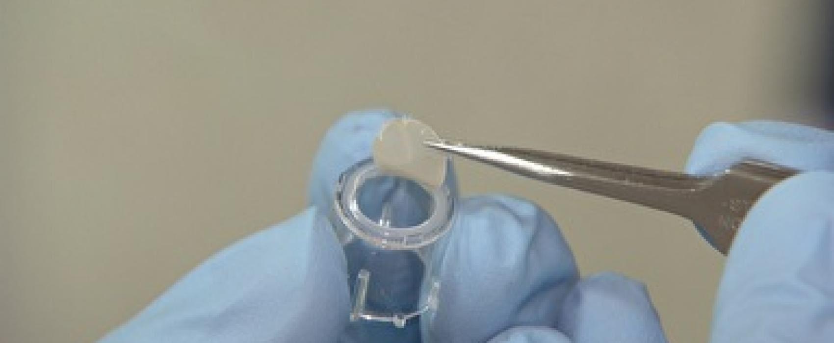 imagem de O FIM DO USO DE ANIMAIS EM TESTES LABORATORIAIS