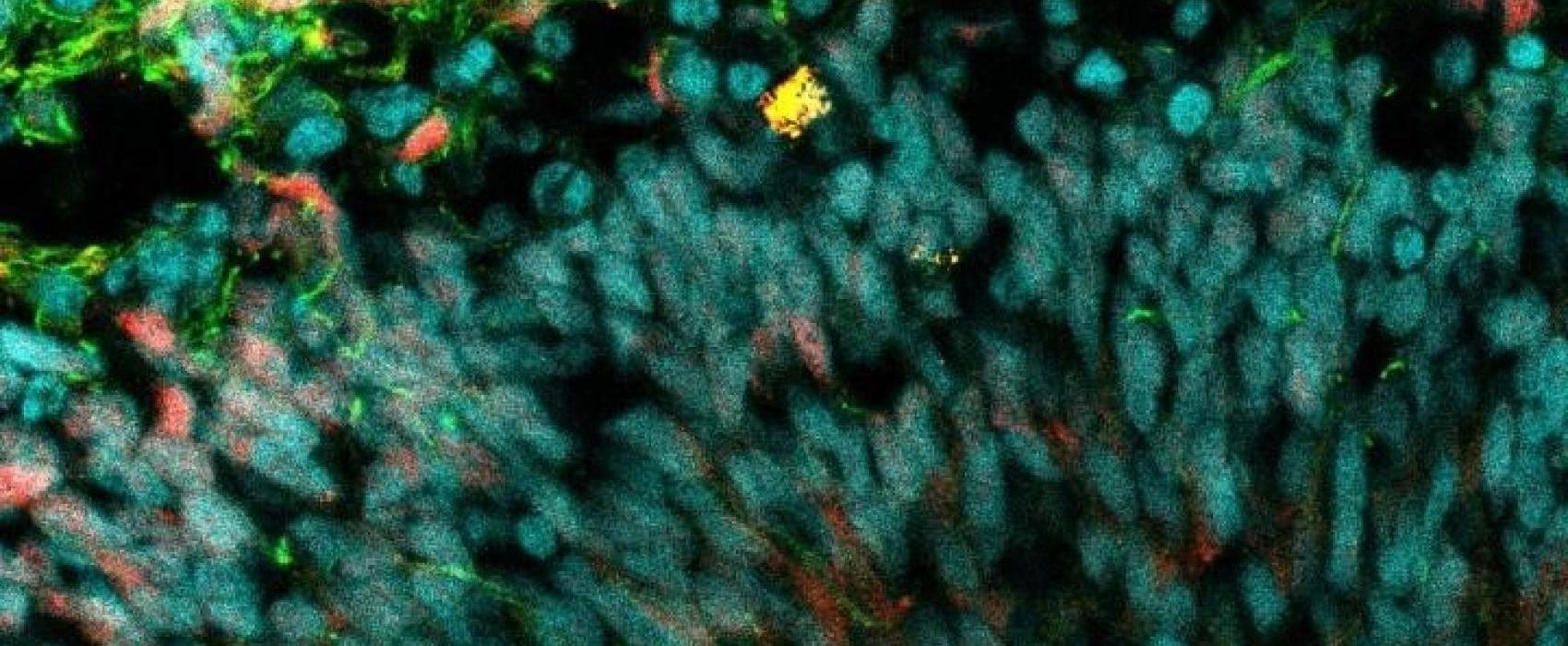 imagem de Ex-aluna recebe prêmio de melhor tese de doutorado