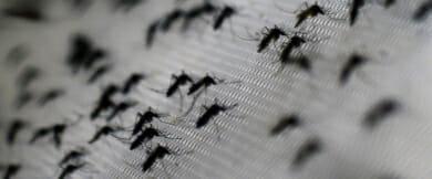 imagem de Zika, déficit de atenção, ciências psicodélicas e capacitação em saúde