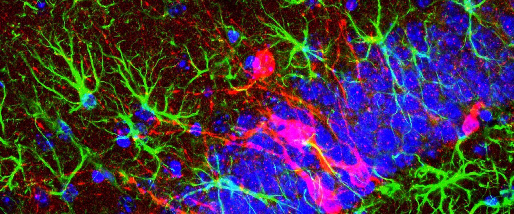 imagem de Sobre sexo, cócegas e ciência