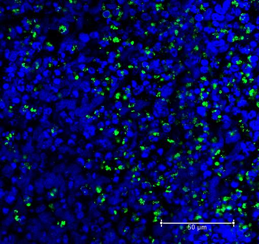 imagem de Biologia celular e genética: contribuições latino-americanas