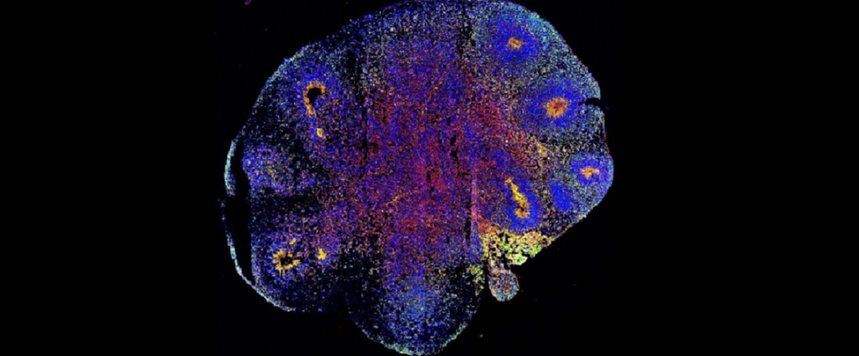 imagem de Neurociência na era dos minicérebros