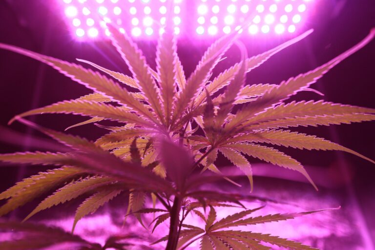 imagem de Pfarma - Idor e Entourage Phytolab vão realizar estudo do uso de Cannabis no Alzheimer, Parkinson e outras doenças neurológicas
