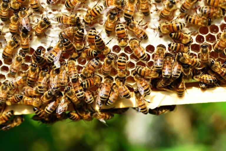 imagem de Veja SP: Própolis pode ajudar no combate à Covid 19, indica estudo