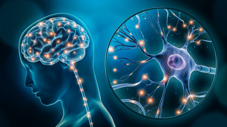Pesquisa utiliza organoides cerebrais para identificar causas da esquizofrenia