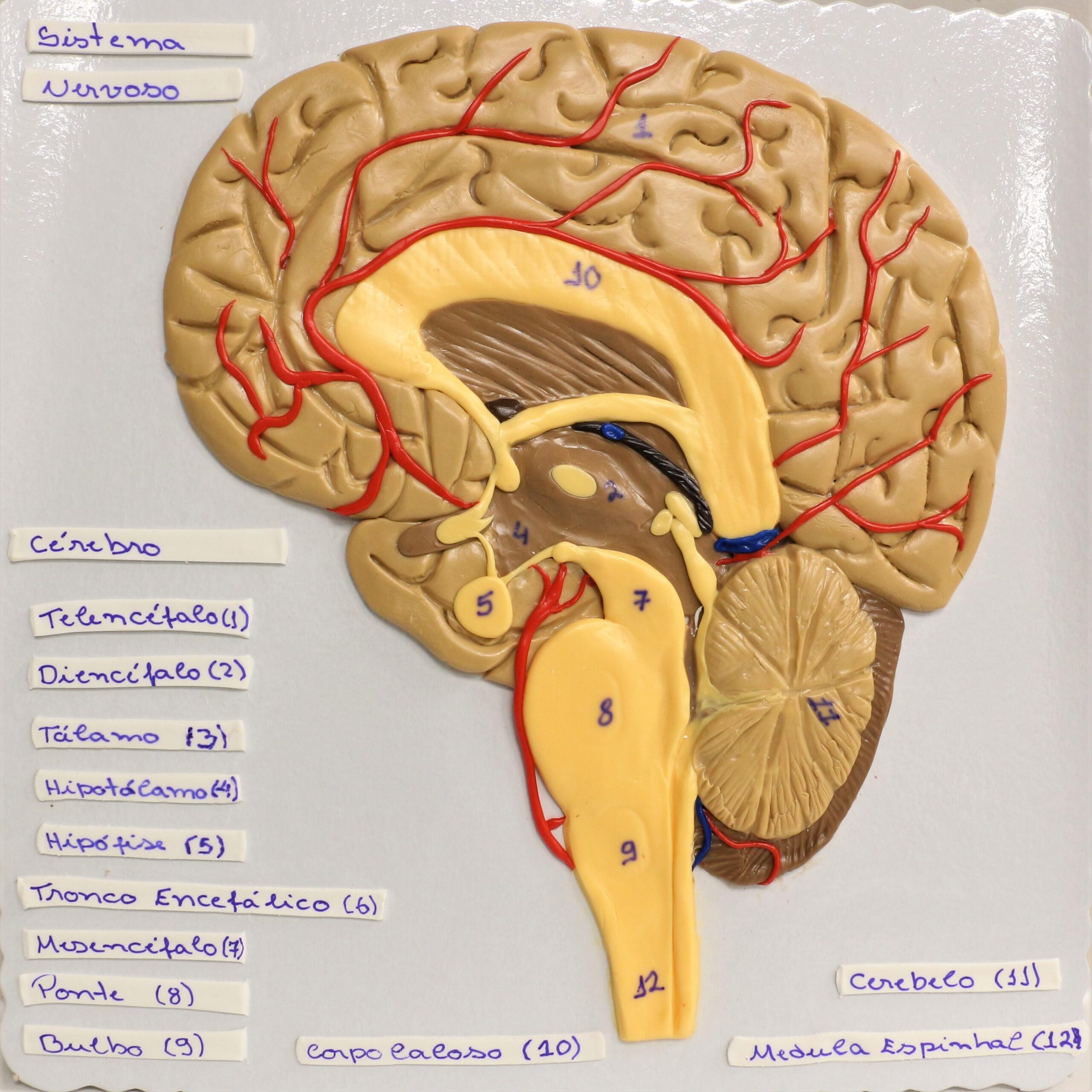 imagem de Graduação em Enfermagem: Quando a anatomia vira arte!